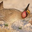 Lesser Prairie-Chicken